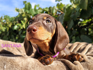 SANTANA ♀