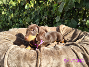SANTANA ♀