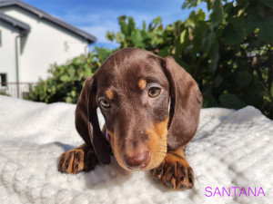 SANTANA ♀