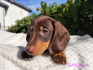 SANTANA ♀