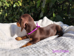 SANTANA ♀