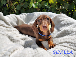 SEVILLA ♀