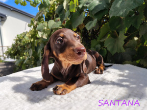 SANTANA ♀