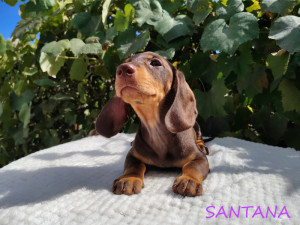 SANTANA ♀