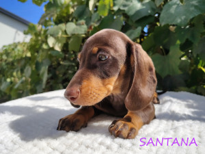 SANTANA ♀
