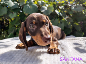 SANTANA ♀