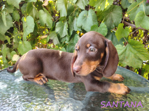 SANTANA ♀