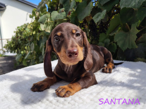 SANTANA ♀ 