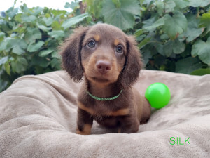 SILK ♂ Zarezerwowany
