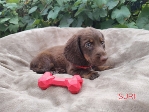 SURI ♀ Zarezerwowana