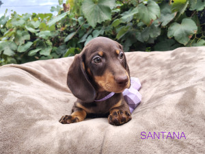 SANTANA ♀ Dostępna